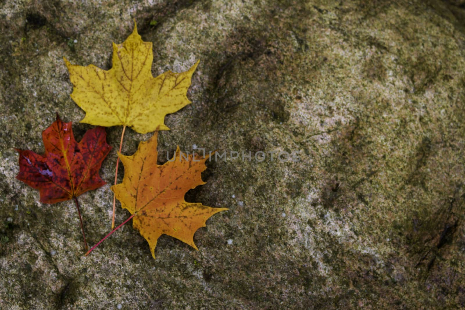 Maple leafs on a rock - background