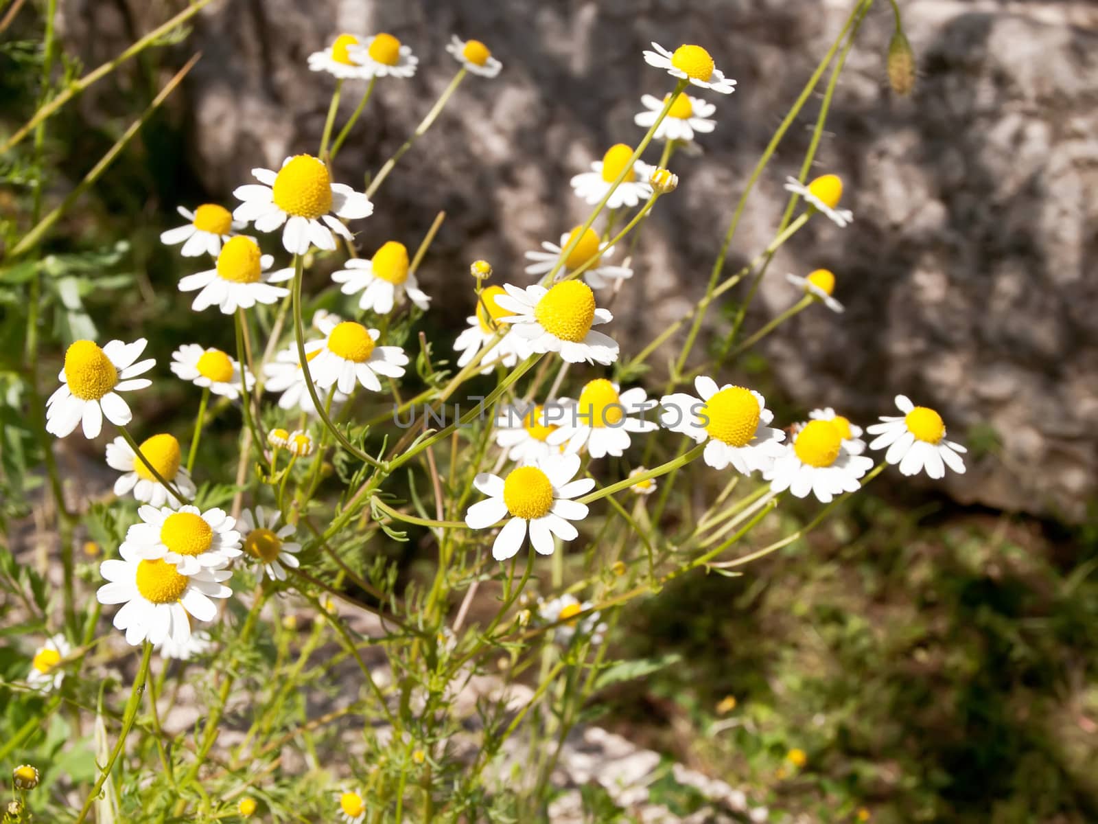 open wild camomile on spring sunshine