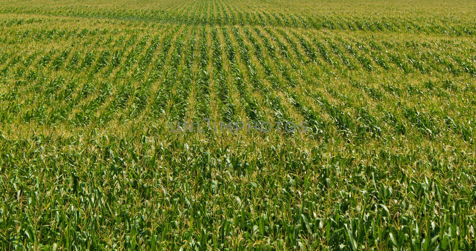 A field of fresh corn