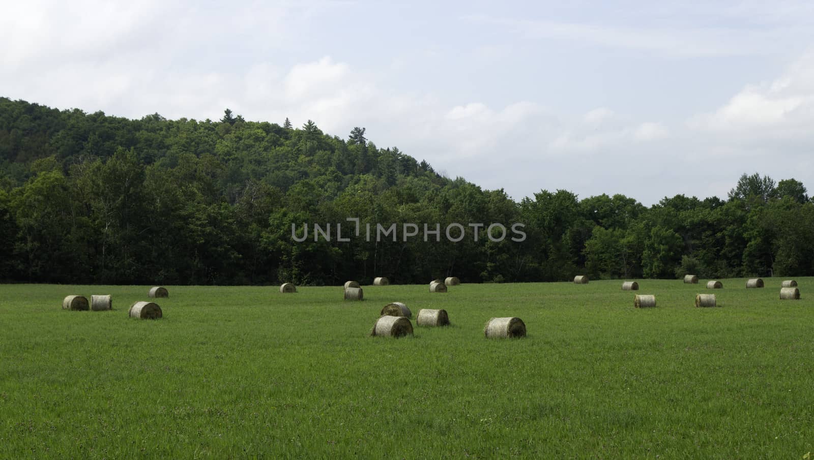 Bails of hay on a farm field.