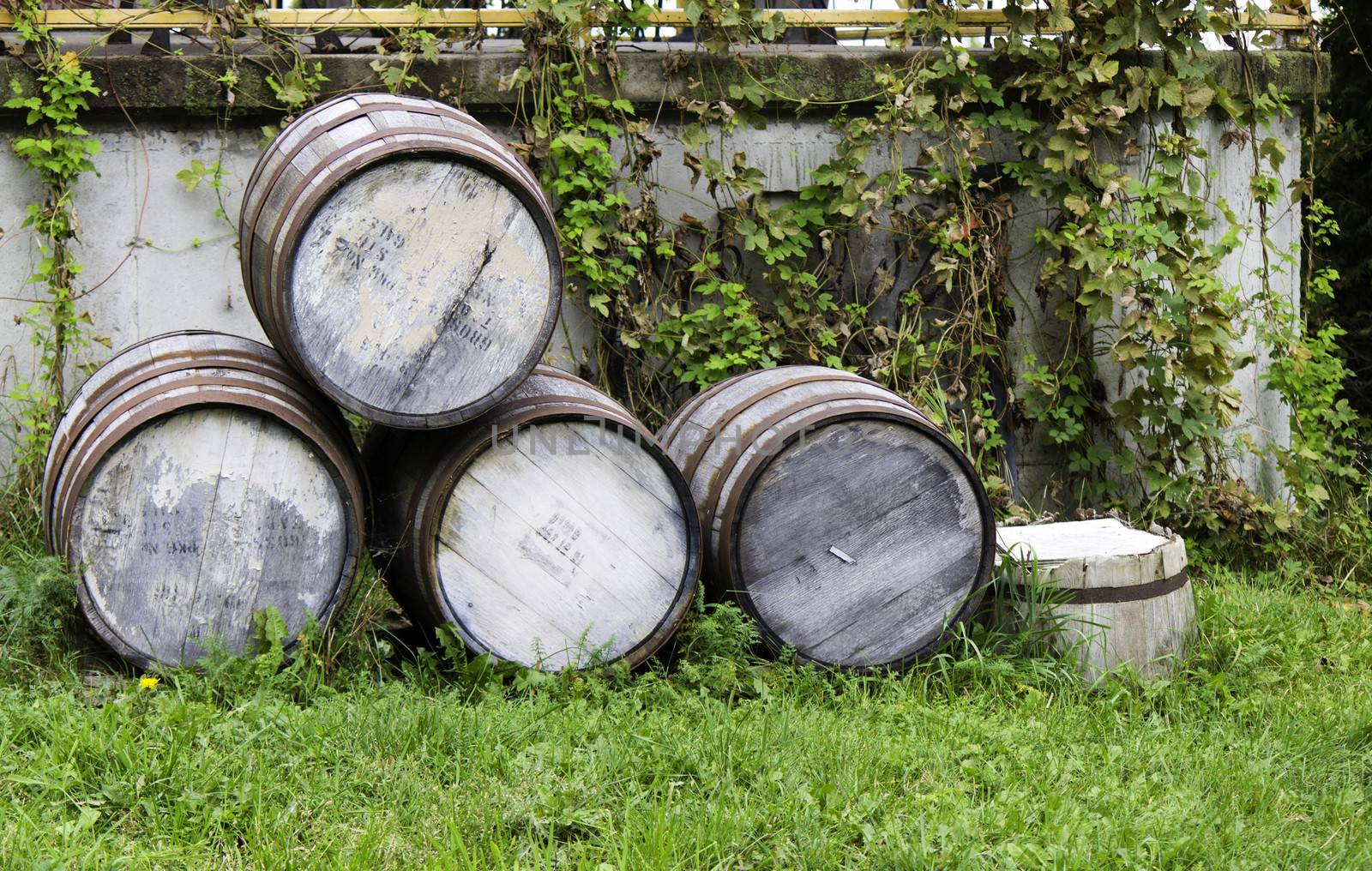 Old stacked beer barrels at the farm