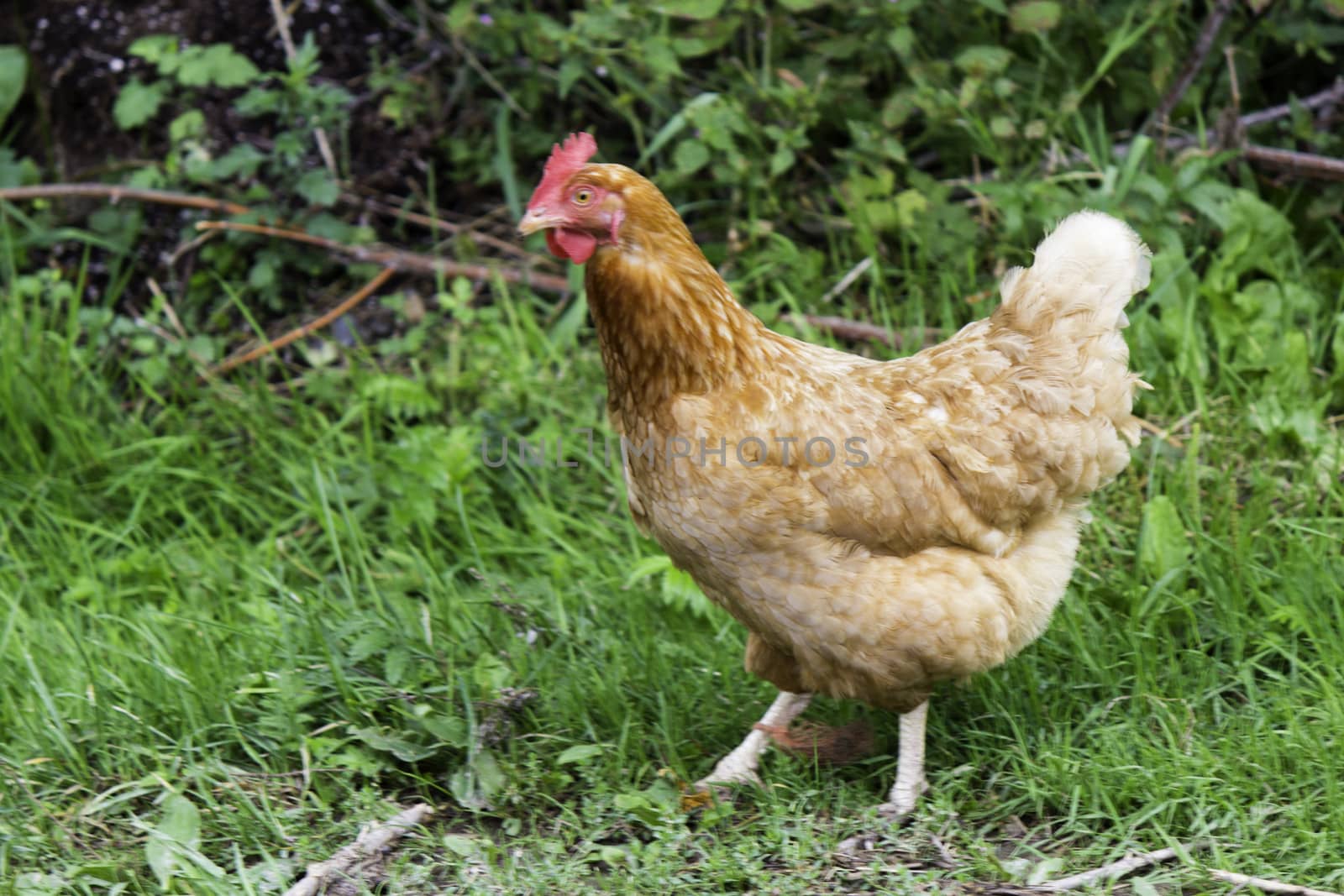 A lone free range chicken