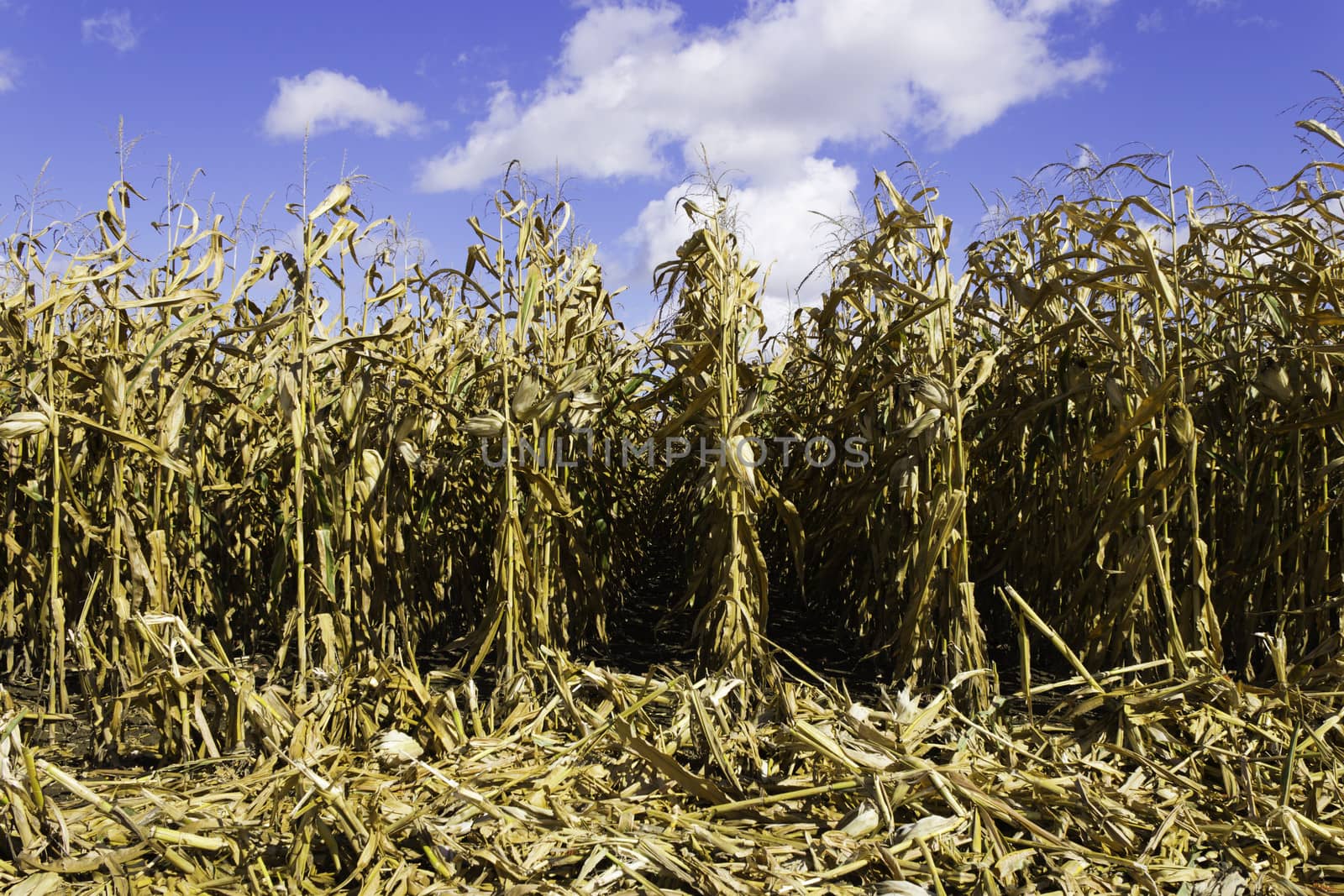 Corn field during harvest