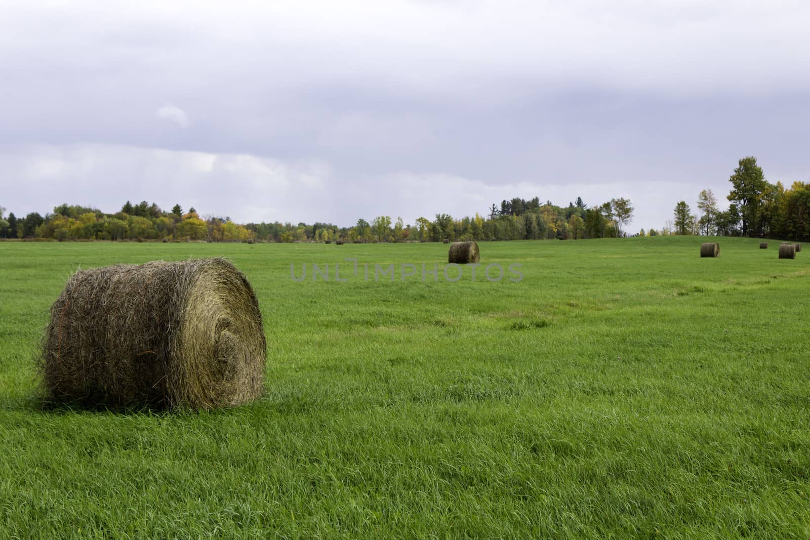 Farm field with bails of hay