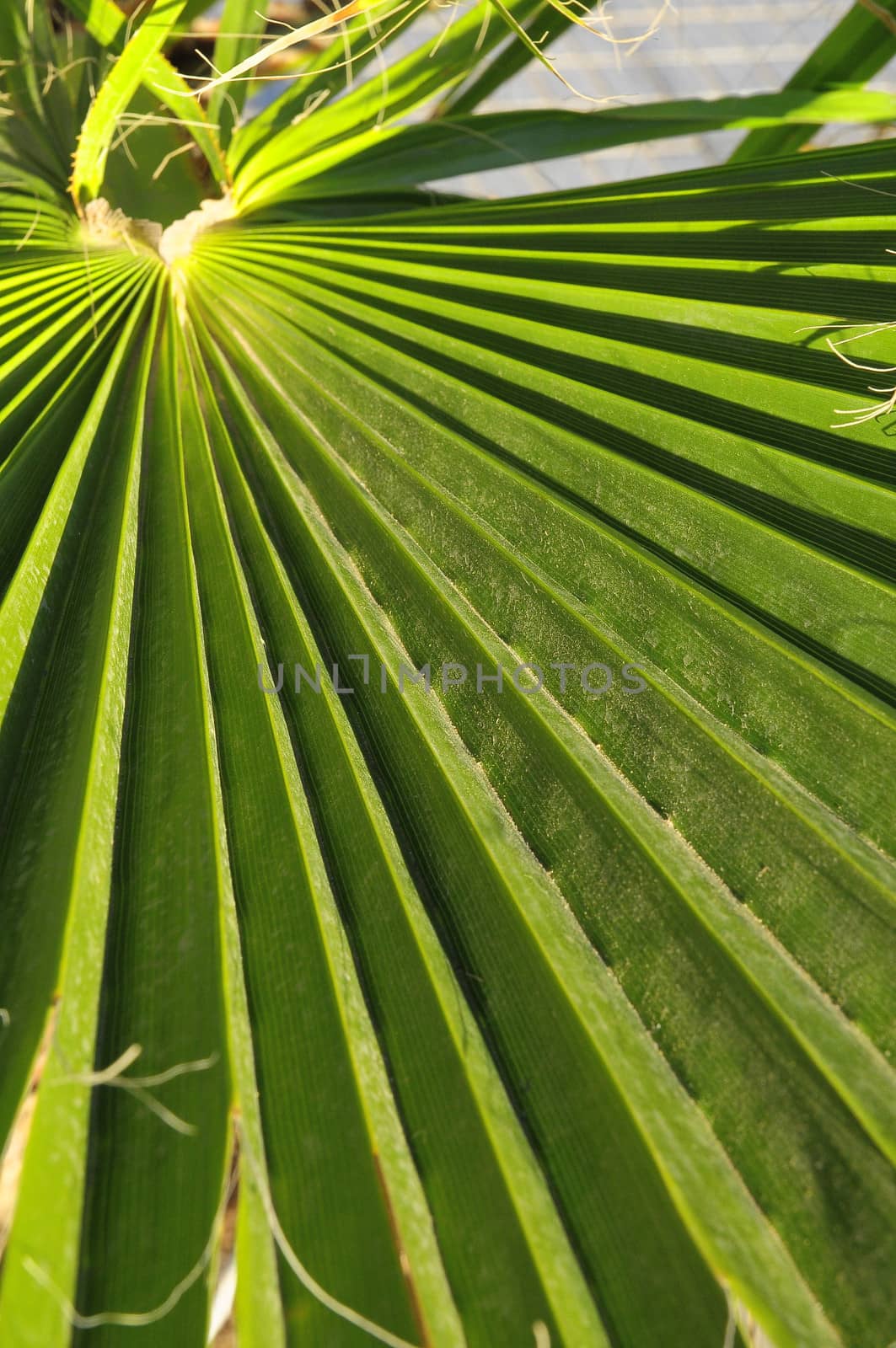 Green Palm Leaves by underworld