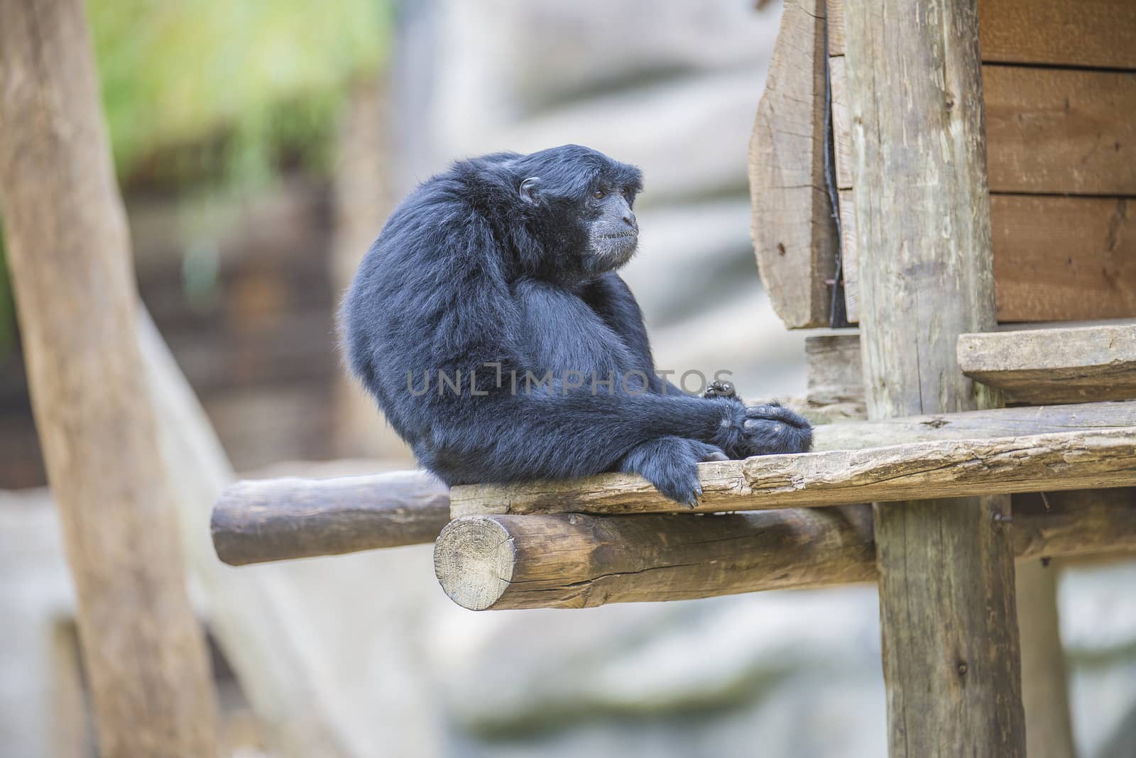 Chimpanzees are members of the Hominidae family, along with gorillas, humans, and orangutans. Photo is shot 27/07/2013.
