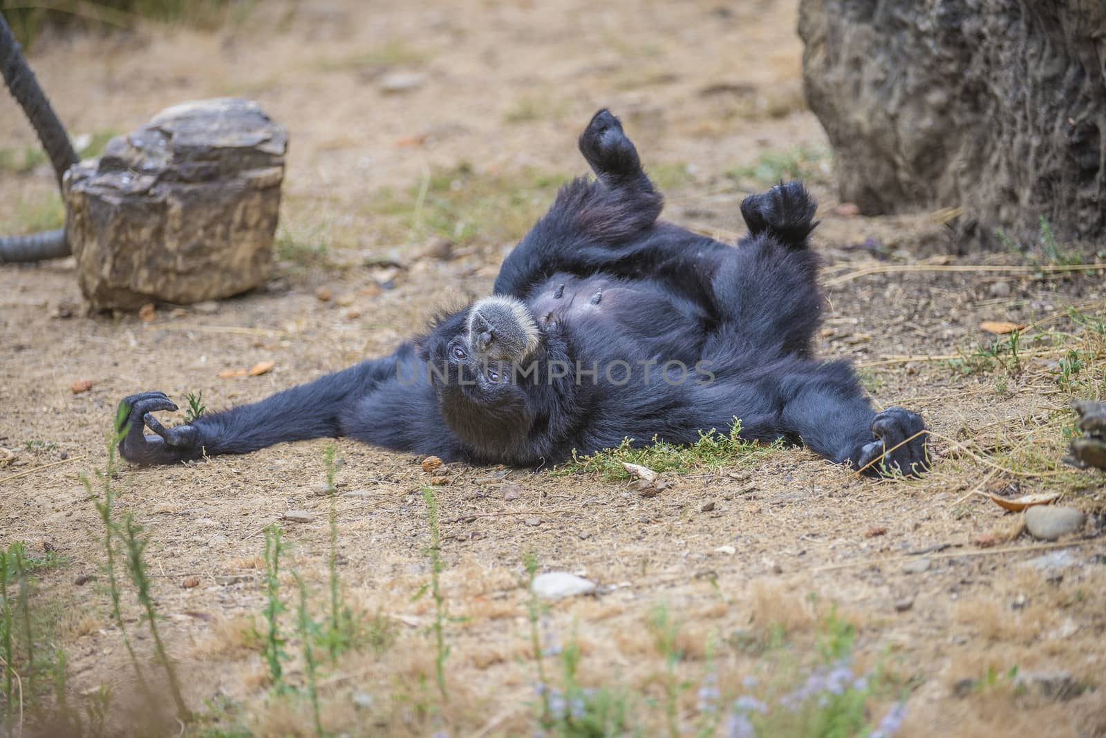 Chimpanzees are members of the Hominidae family, along with gorillas, humans, and orangutans. Photo is shot 27/07/2013.