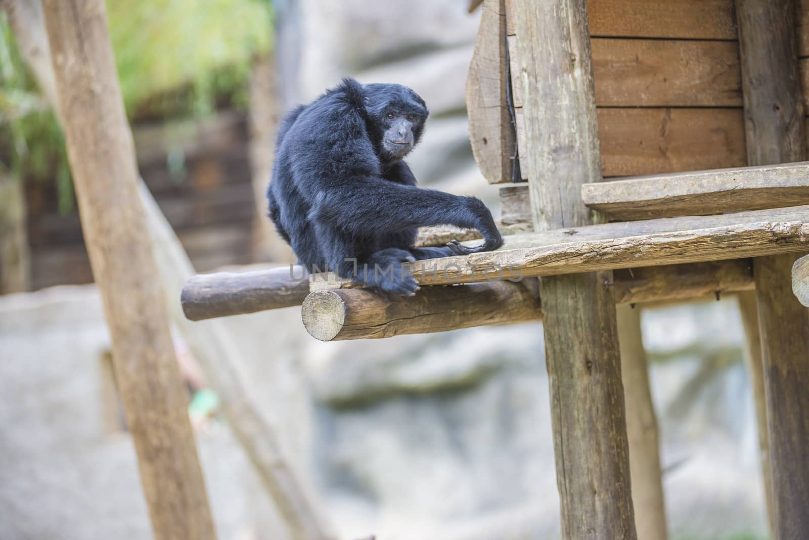 Chimpanzees are members of the Hominidae family, along with gorillas, humans, and orangutans. Photo is shot 27/07/2013.