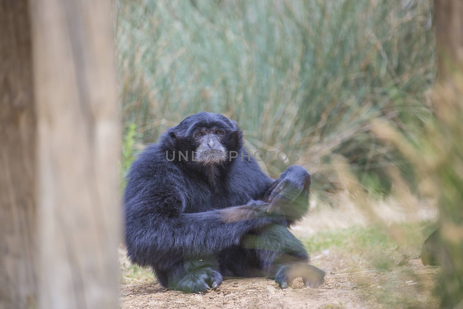 Chimpanzees are members of the Hominidae family, along with gorillas, humans, and orangutans. Photo is shot 27/07/2013.