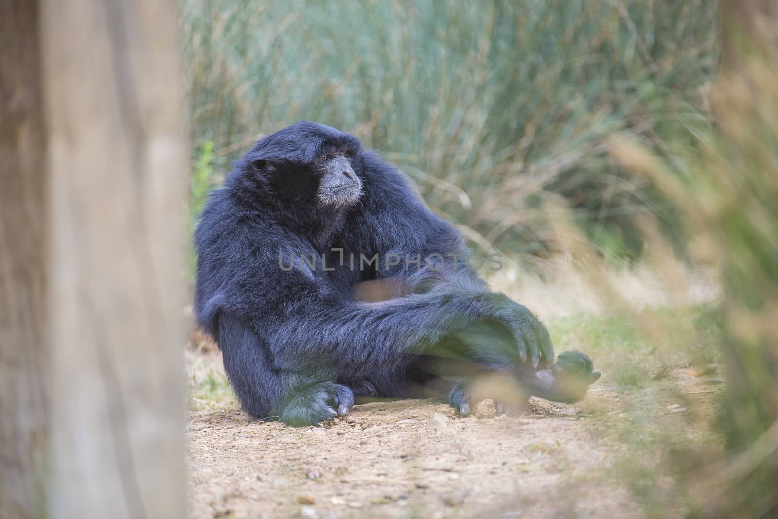 Chimpanzees are members of the Hominidae family, along with gorillas, humans, and orangutans. Photo is shot 27/07/2013.