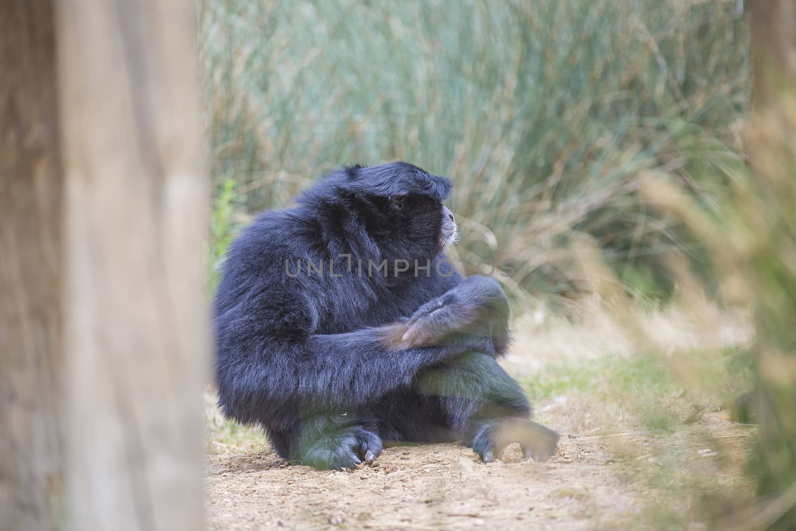 lazy chimpanzee (pan troglodytes) by steirus