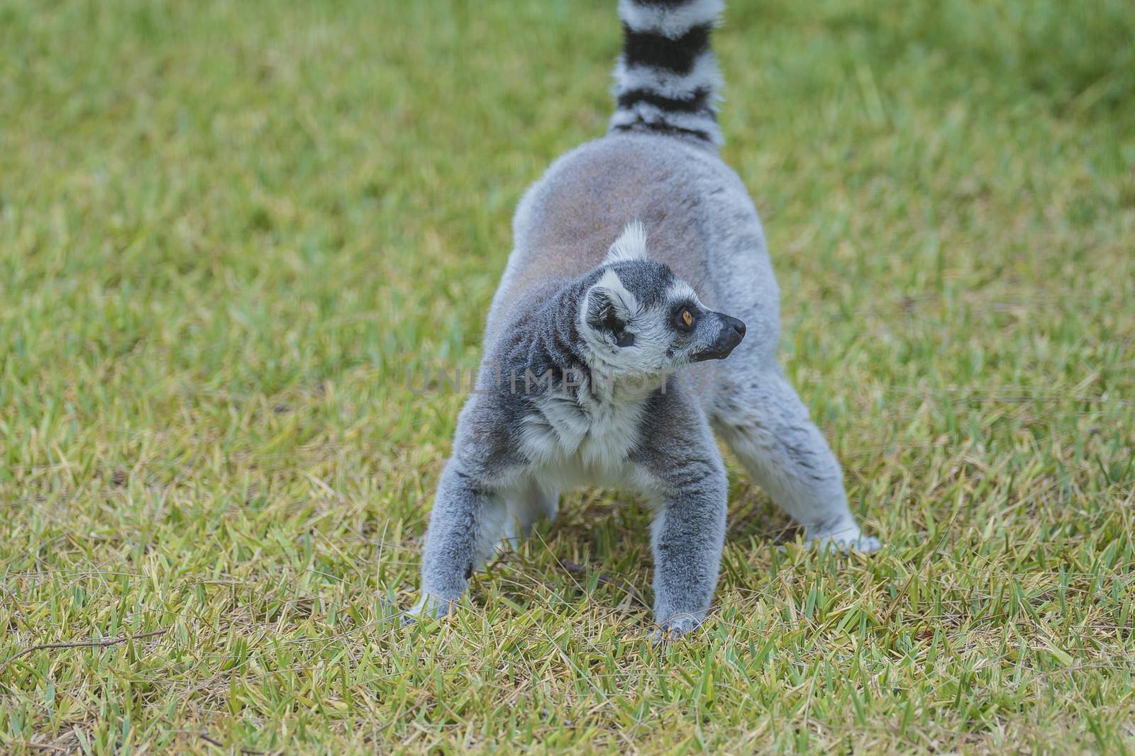 Ring-tailed lemur (Lemur catta), also called "cat", is half ape / primatart of lemur family and is widespread south and southwest in Madagascar. Photo is shot 27/07/2013.