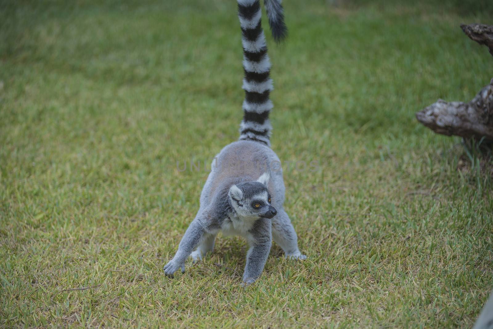 Ring-tailed lemur (Lemur catta), also called "cat", is half ape / primatart of lemur family and is widespread south and southwest in Madagascar. Photo is shot 27/07/2013.