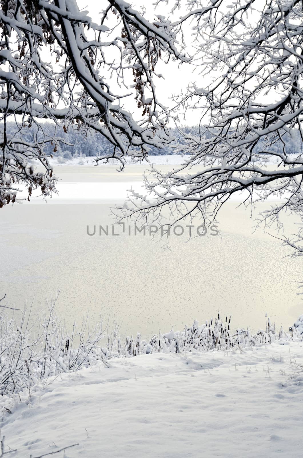 Winter landscape: the view from the coast through the snow-covered branch of a tree onto a frozen lake