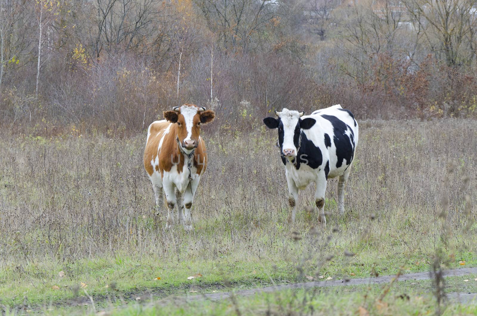 Two cows in a field look into the lens