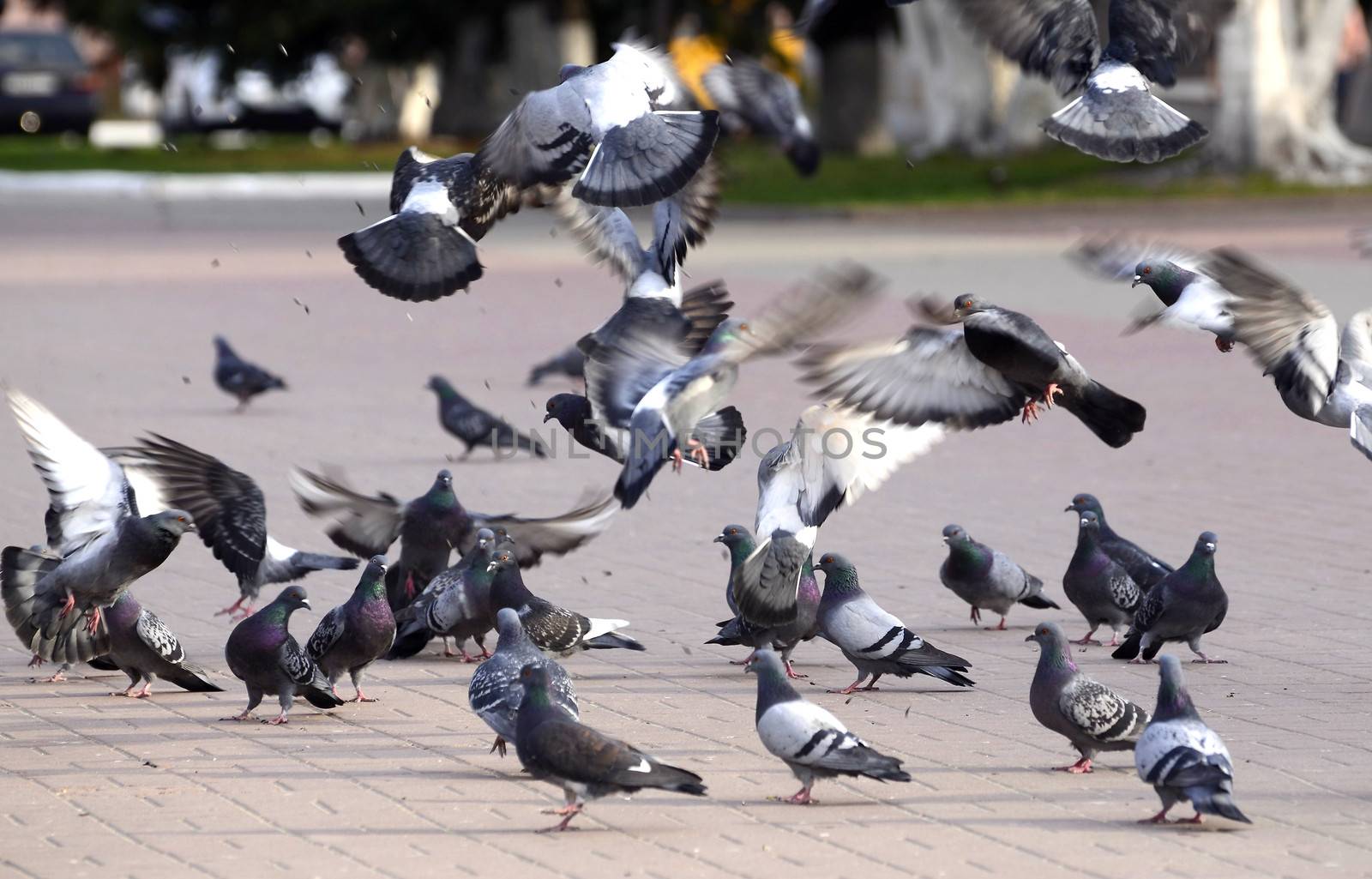 A flock of pigeons in a summer Park fun on the fly bite seeds from the earth