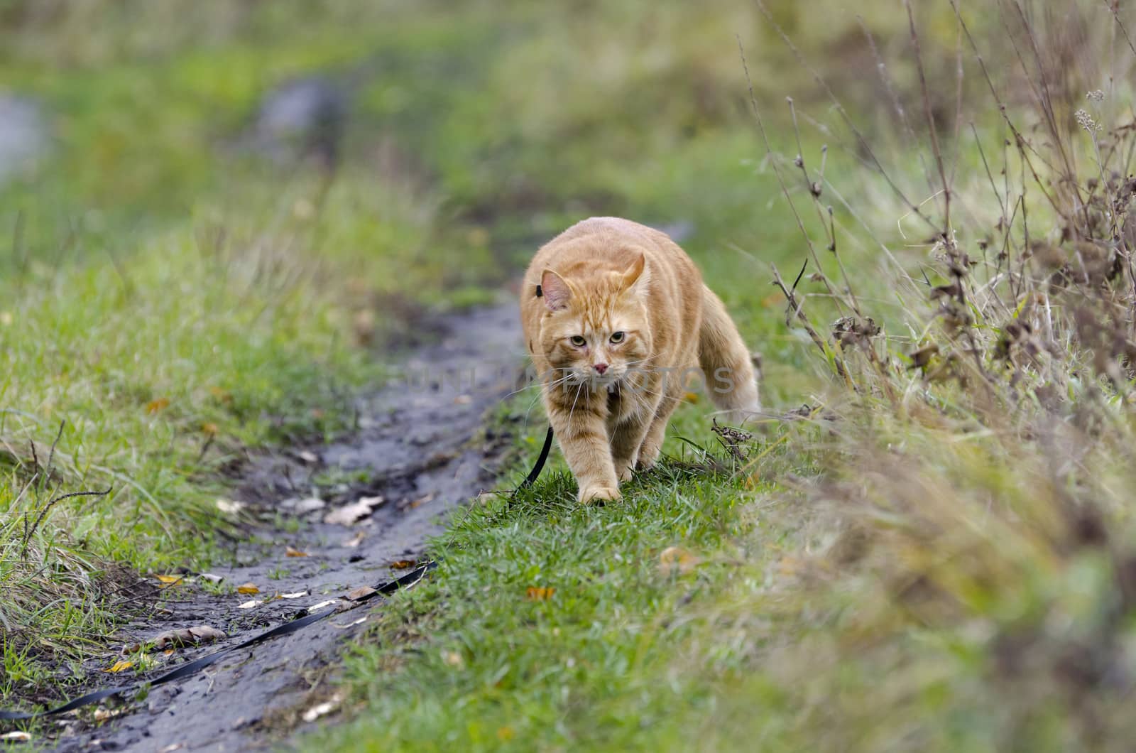 Red cat walks in the line with the autumn grass on a leash right at you