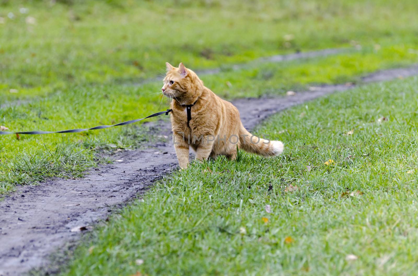 Red cat walking through the green grass on a leash stares into the distance