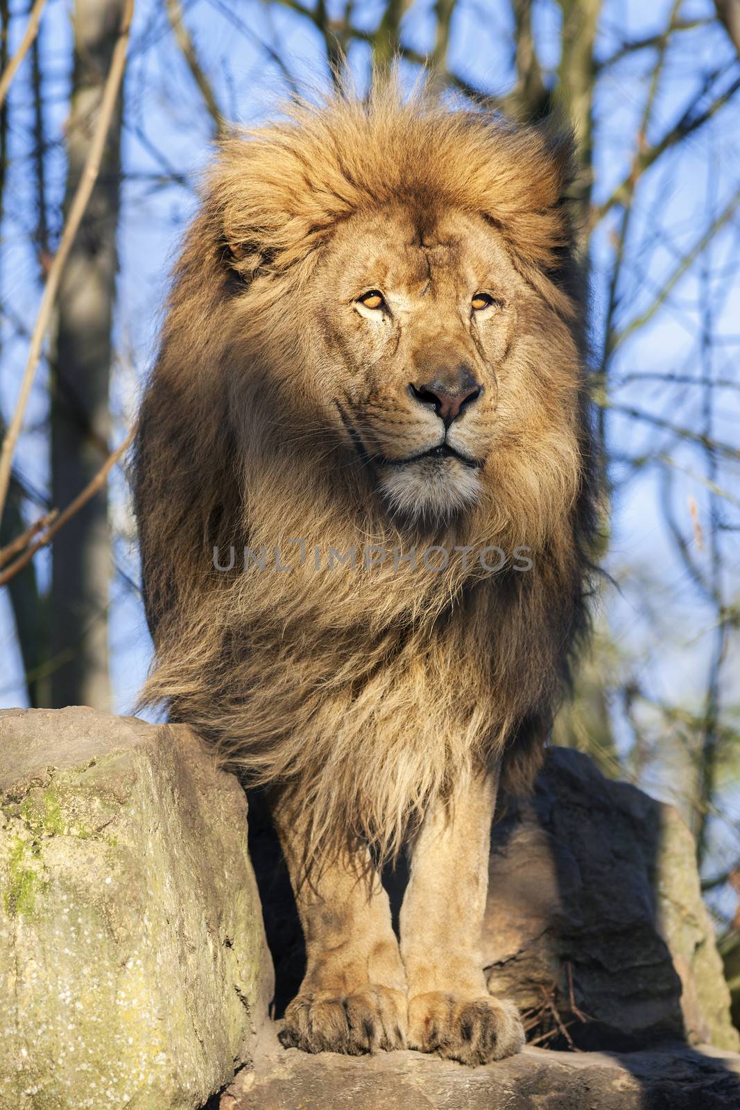 The most beautiful lion