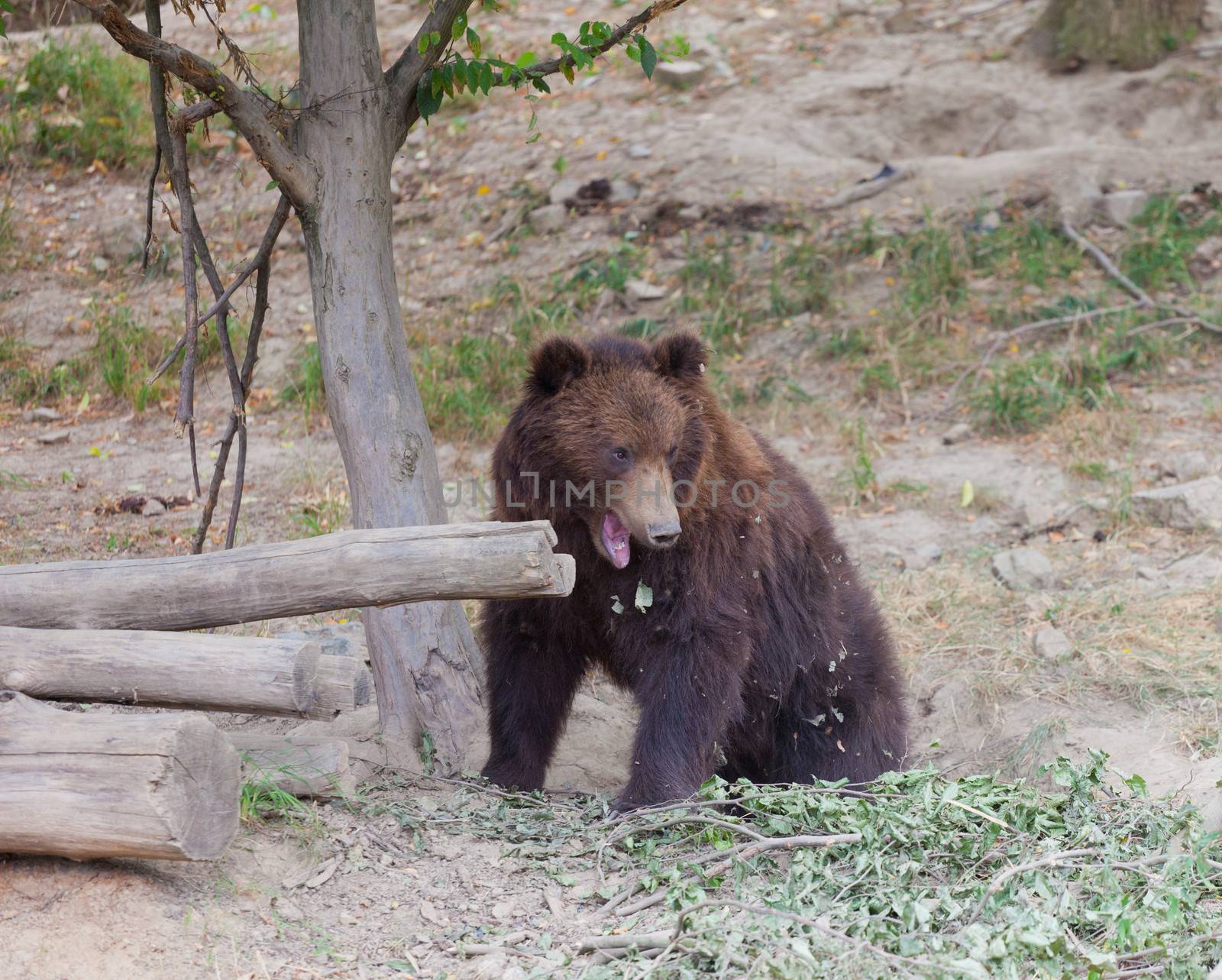 Big Kamchatka brown bear among stones in the wood by elena_shchipkova