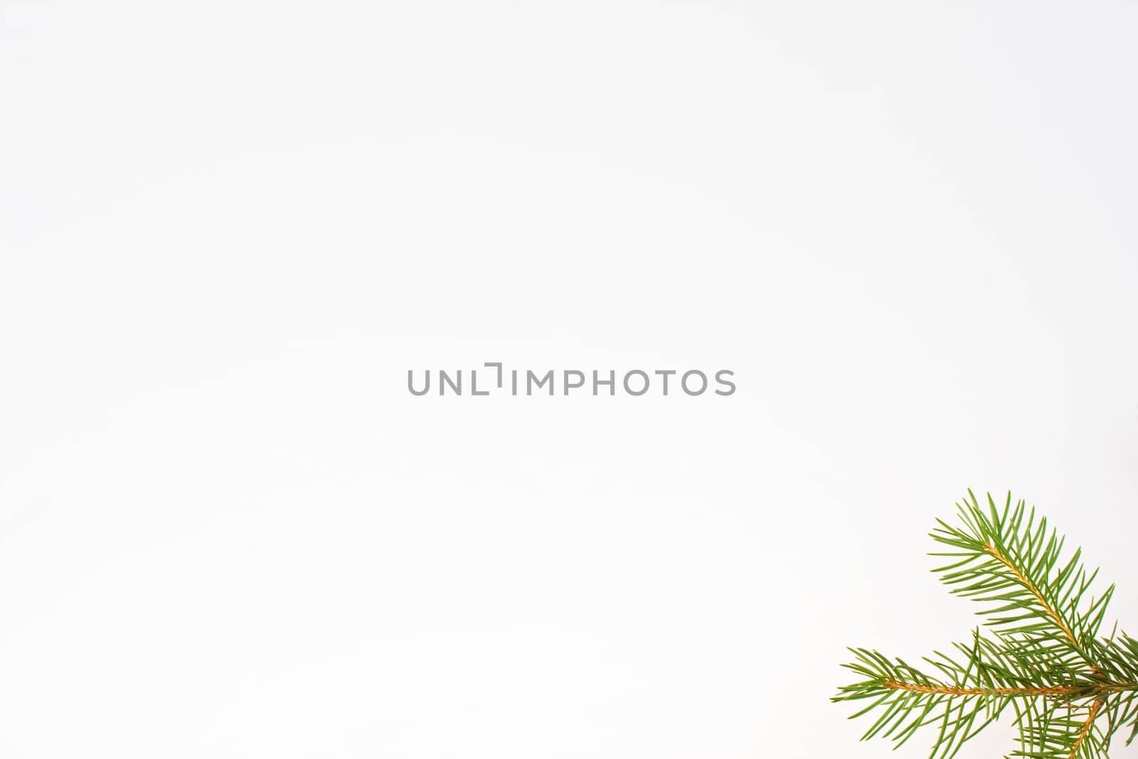 twig of pine tree isolated on white background