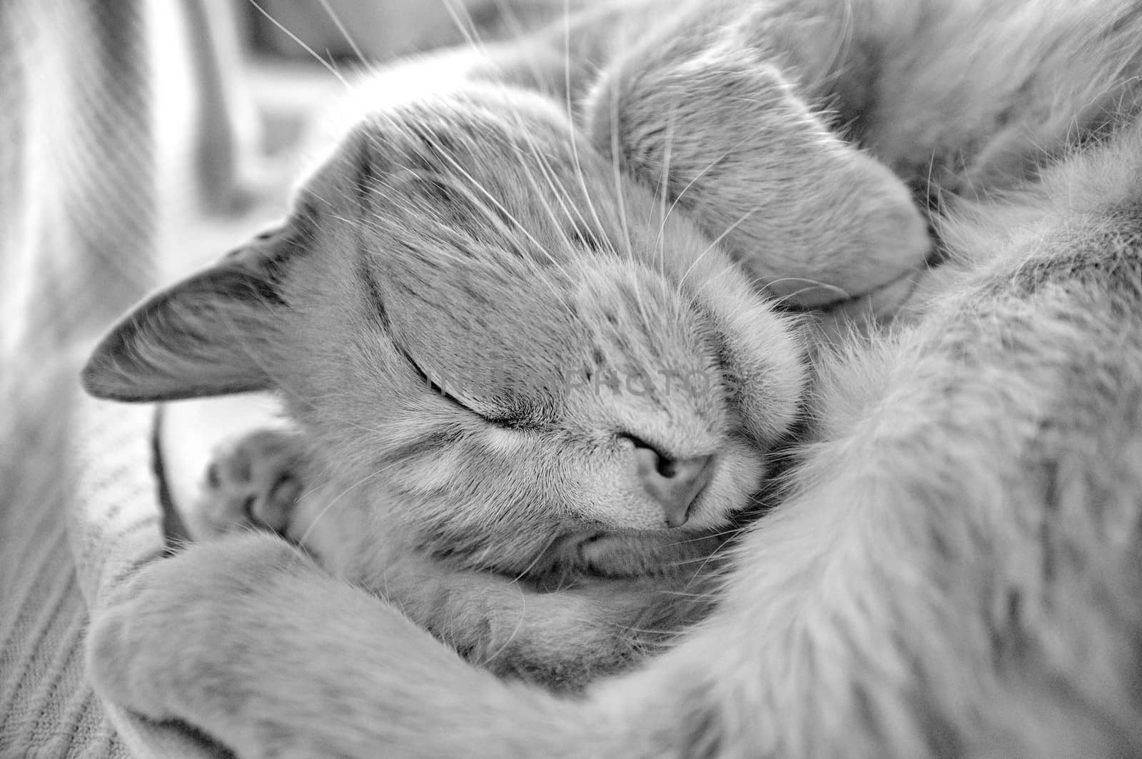 Sleeping cat by anderm