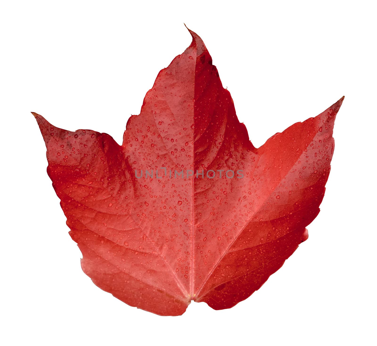 Isolation of A Wet Red Autumn Leaf With Clipping Path