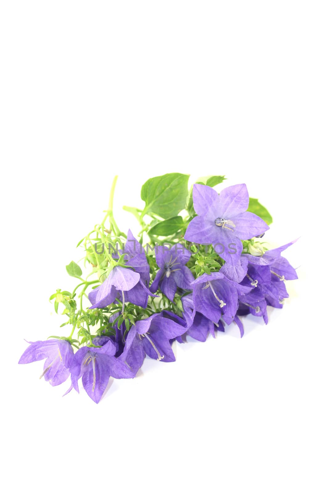 blue bellflowers with leafs and blossoms on a light background