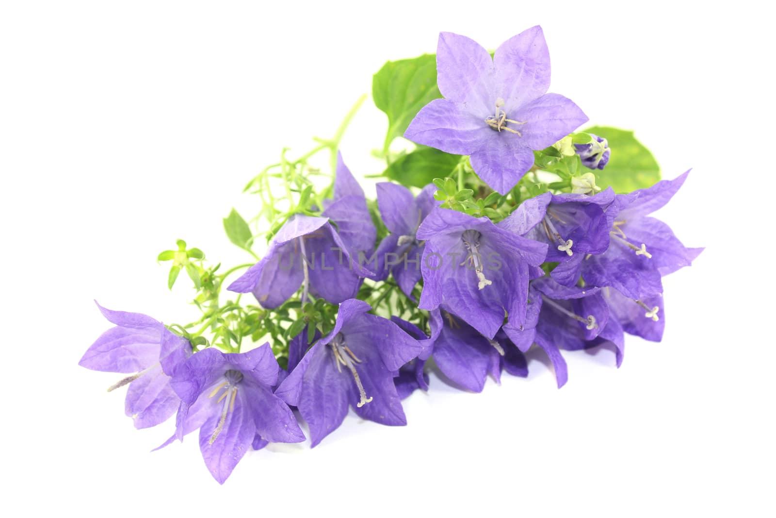 blue bellflowers with blossoms on a light background