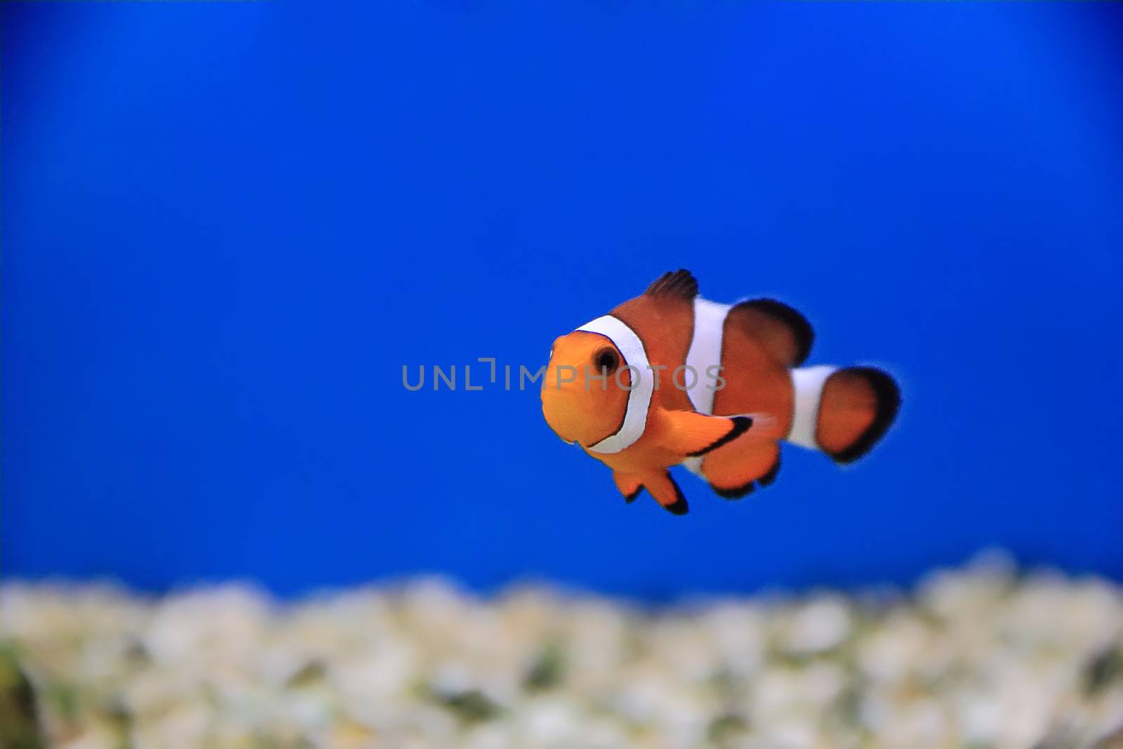 Image of clown fish in aquarium water