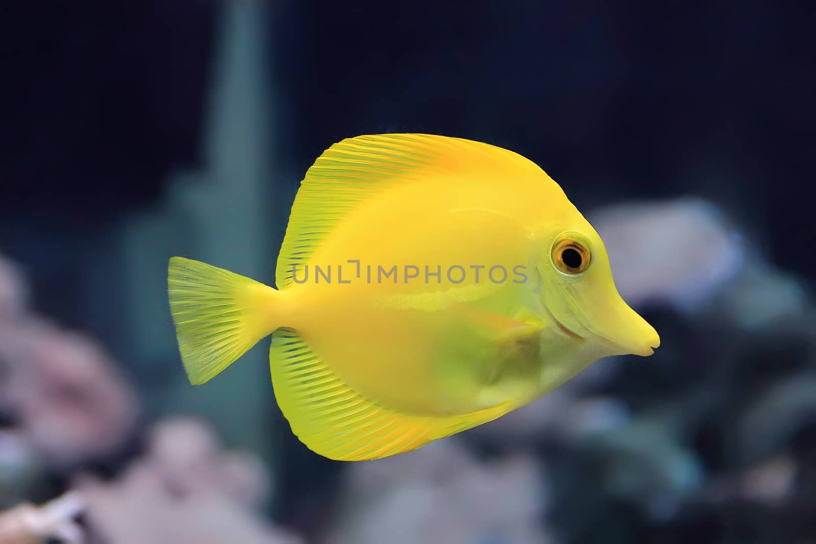 Image of zebrasoma yellow tang fish in aquarium