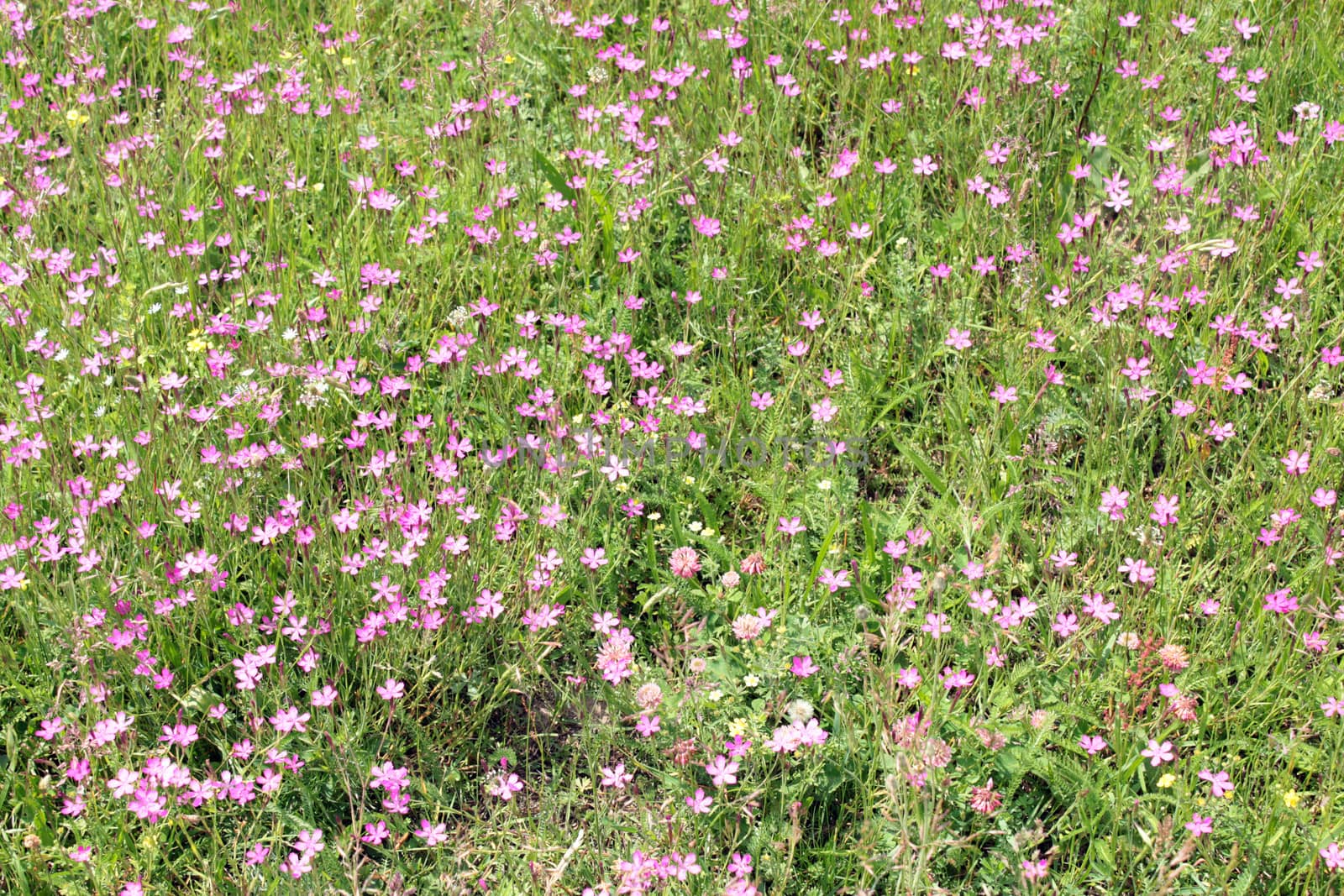 flowers of wild pink carnation in the field