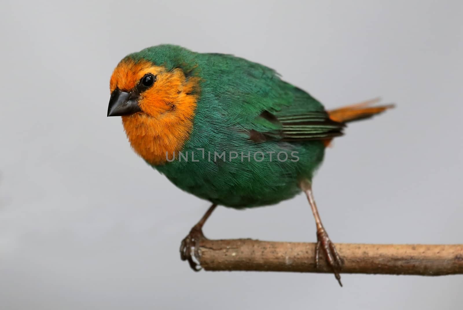 Beautiful parrot-finch pearched on a branch