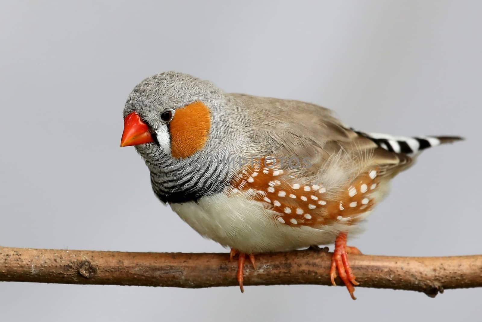 Male Zebra Finch perched on a branch