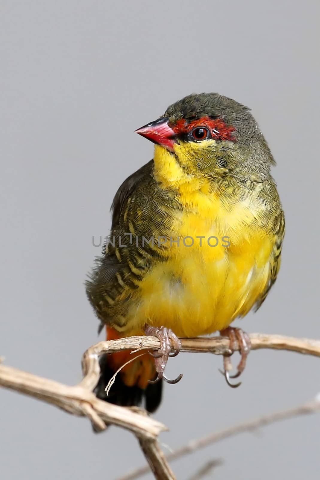 Small and beautiful Orange-Breasted Waxbill bird from Southern Africa