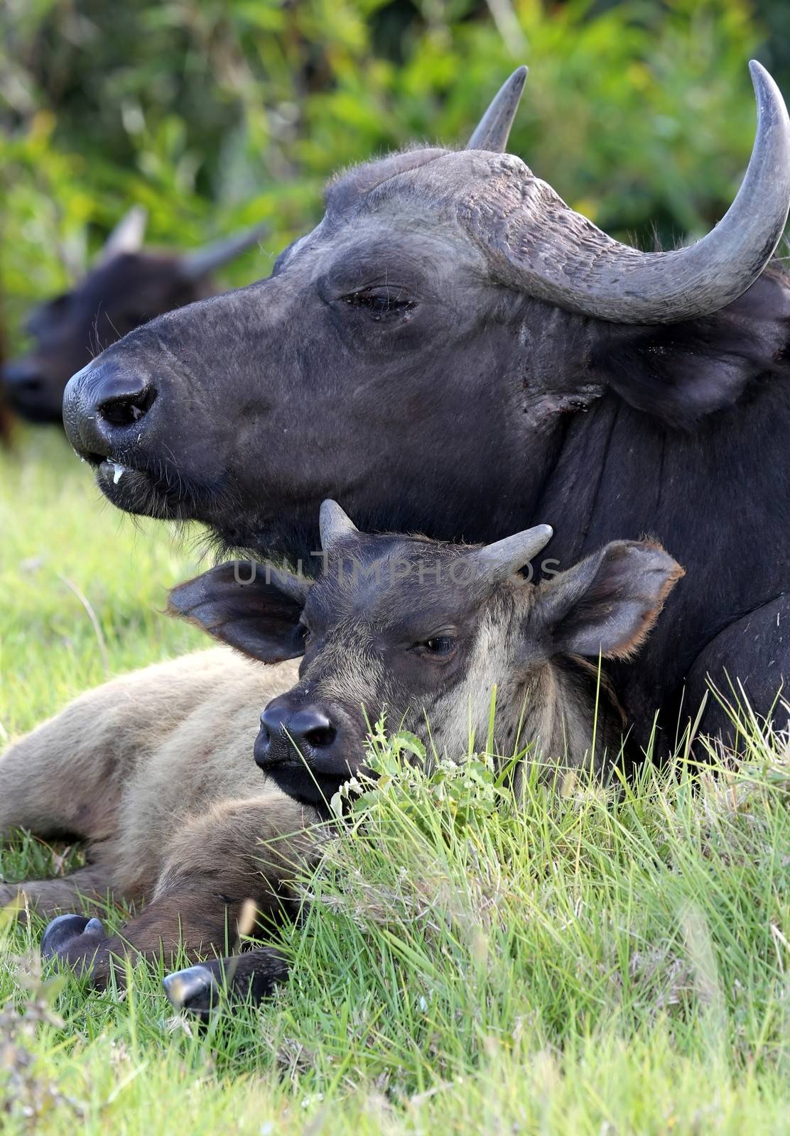 Buffalo cow protecting it's young calf at it's side