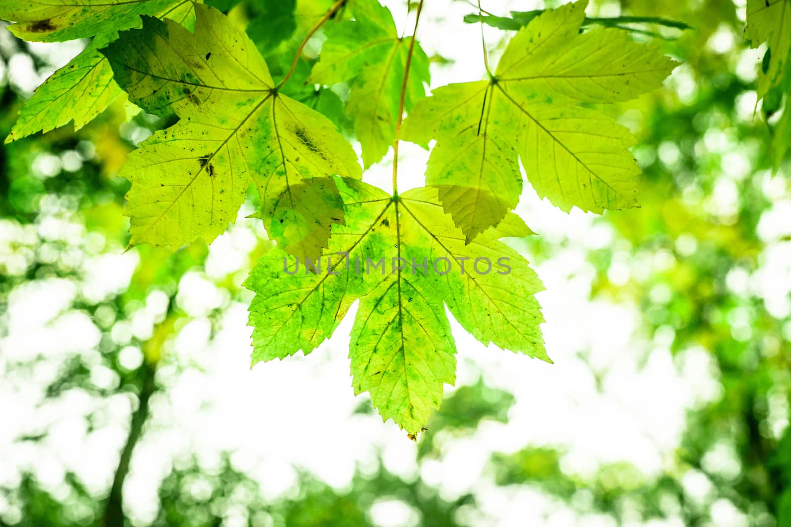 Spring leaf by Sportactive
