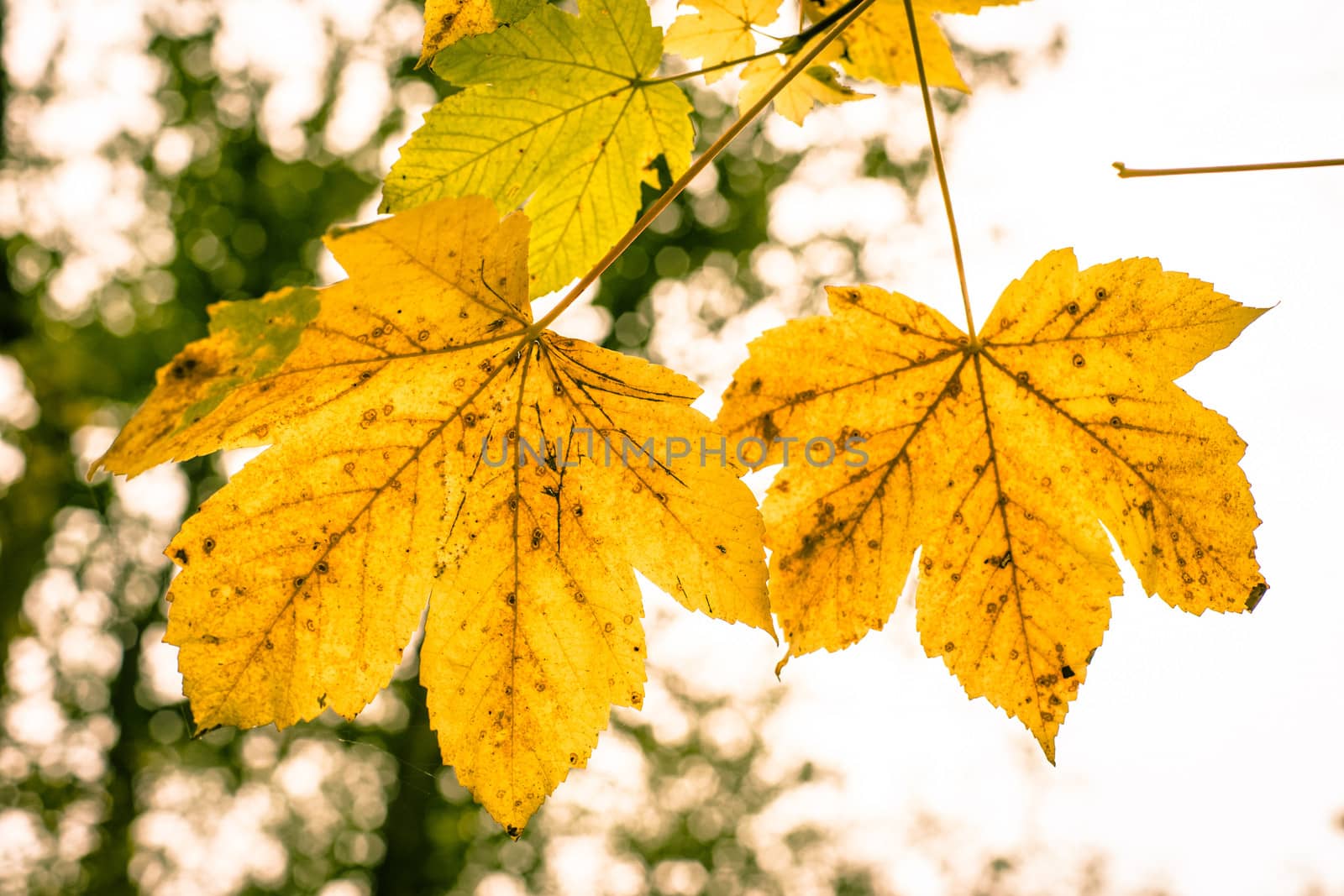 Autumn tree leafs by Sportactive