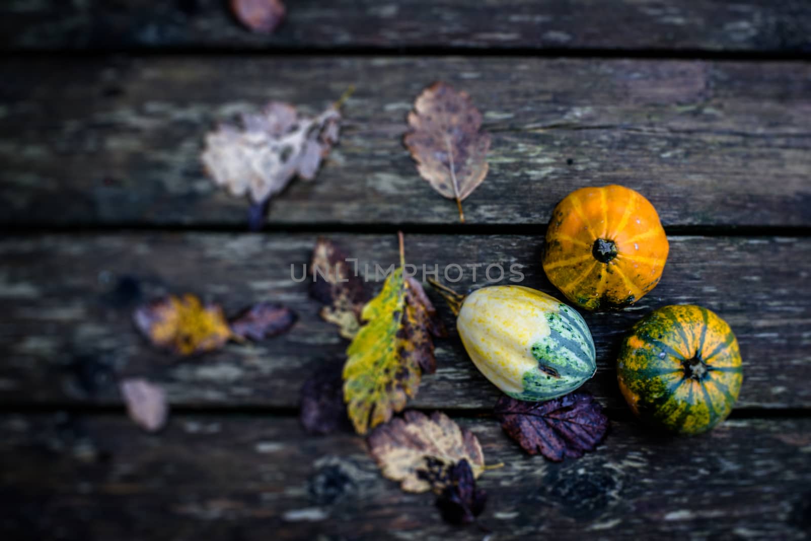 Autumn pumpkins by Sportactive