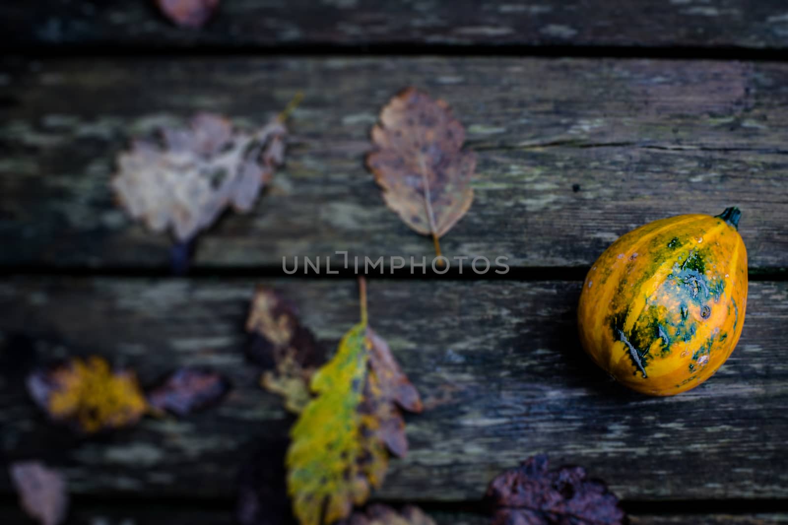 Colorful autumn pumpkin on a wooden background