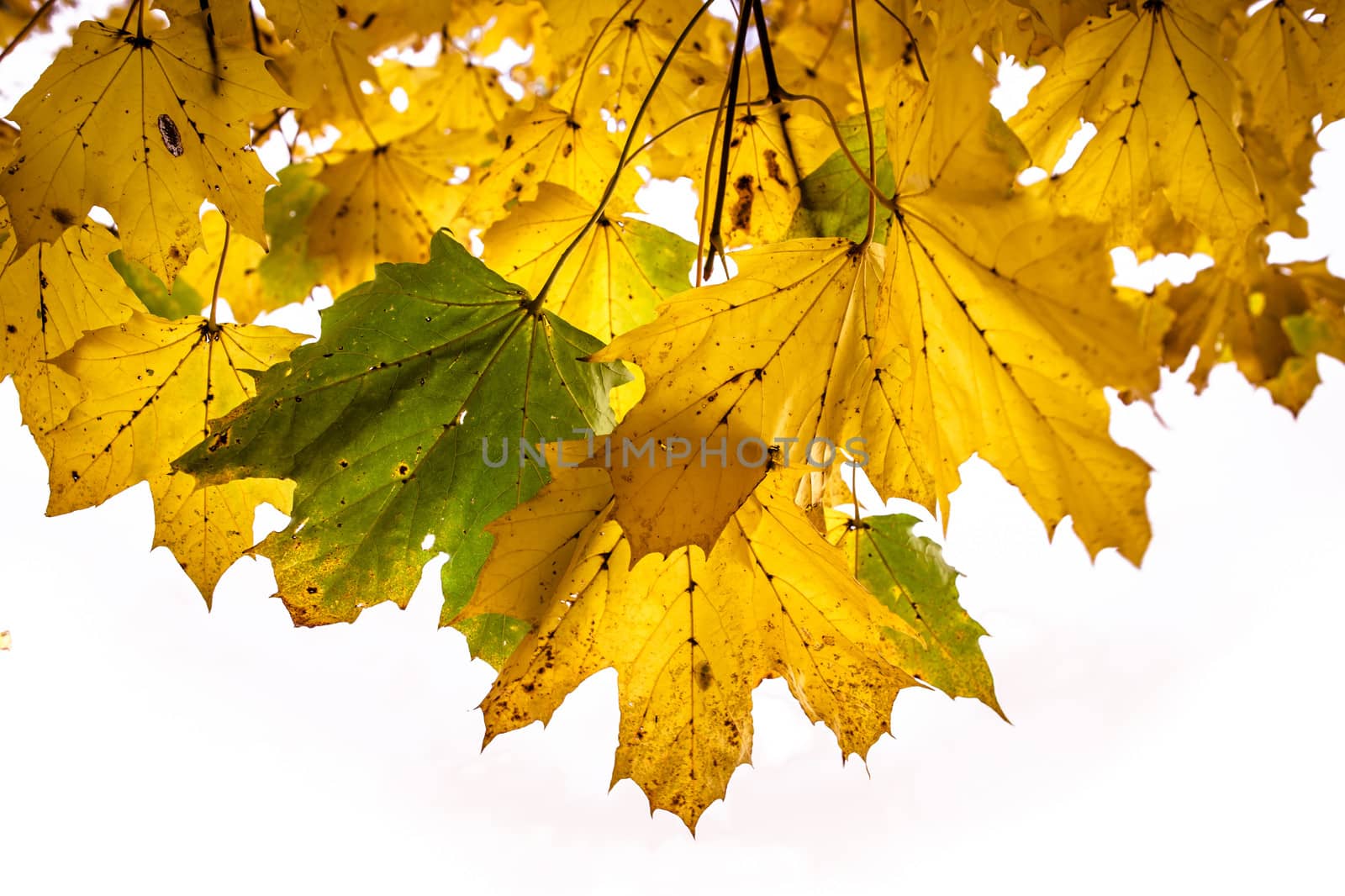 Autumn leafson a tree at autumn time