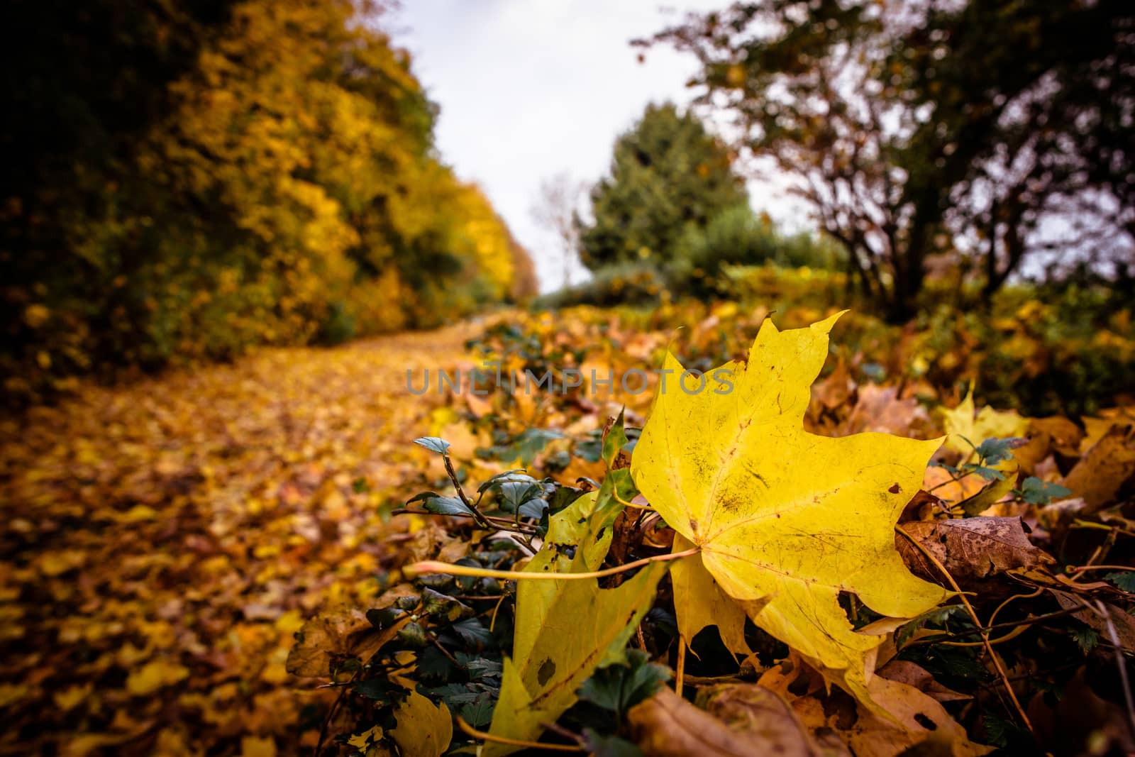Fallen leaf in nature at autumn time