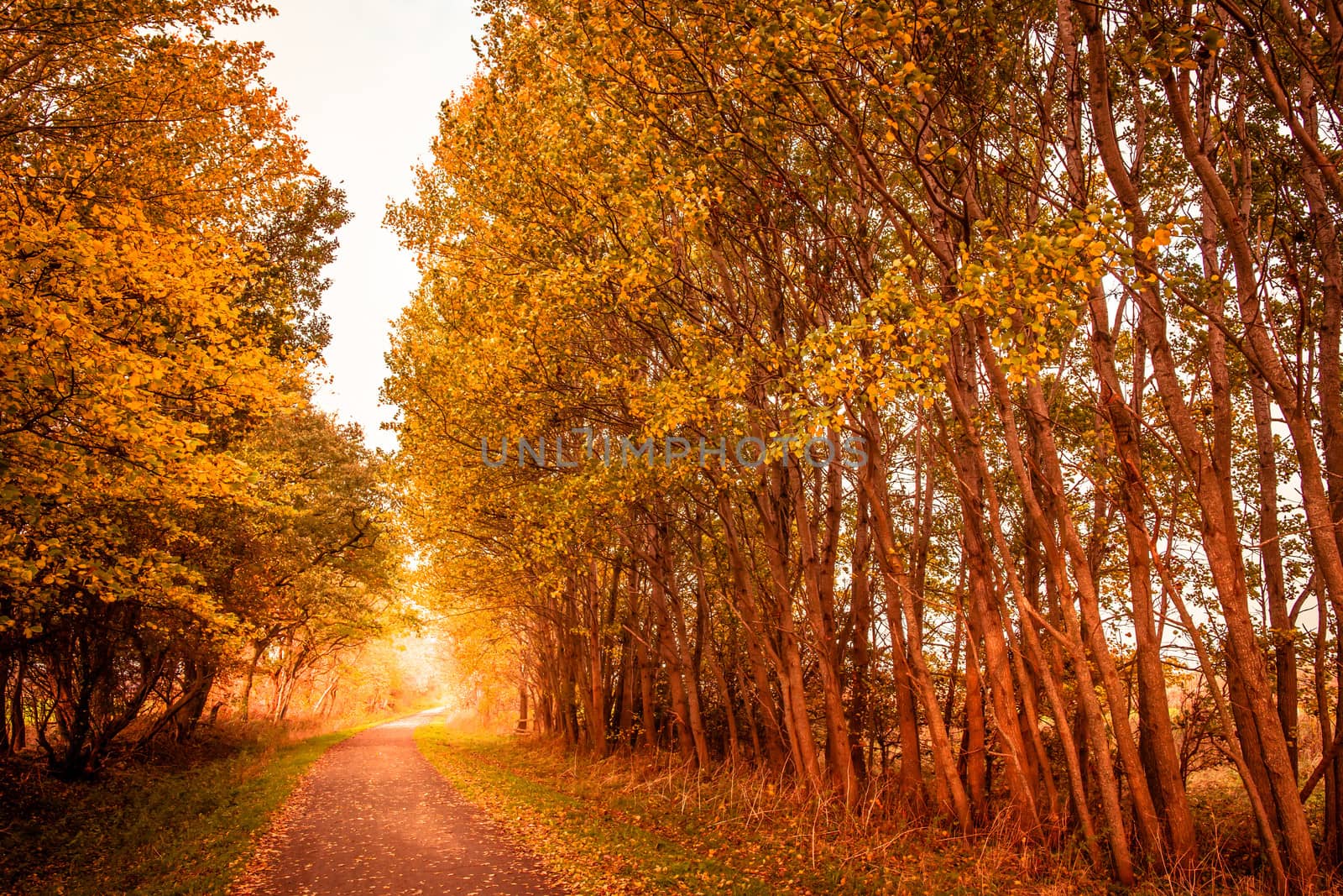 Autumn landscape by Sportactive