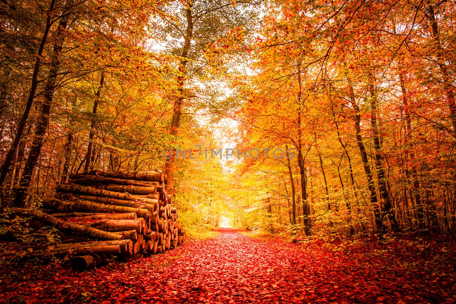 Beautiful autumn landscape in warm colors