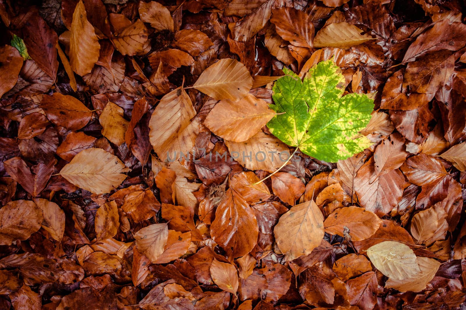 Fallen leaf in grass at autumn time