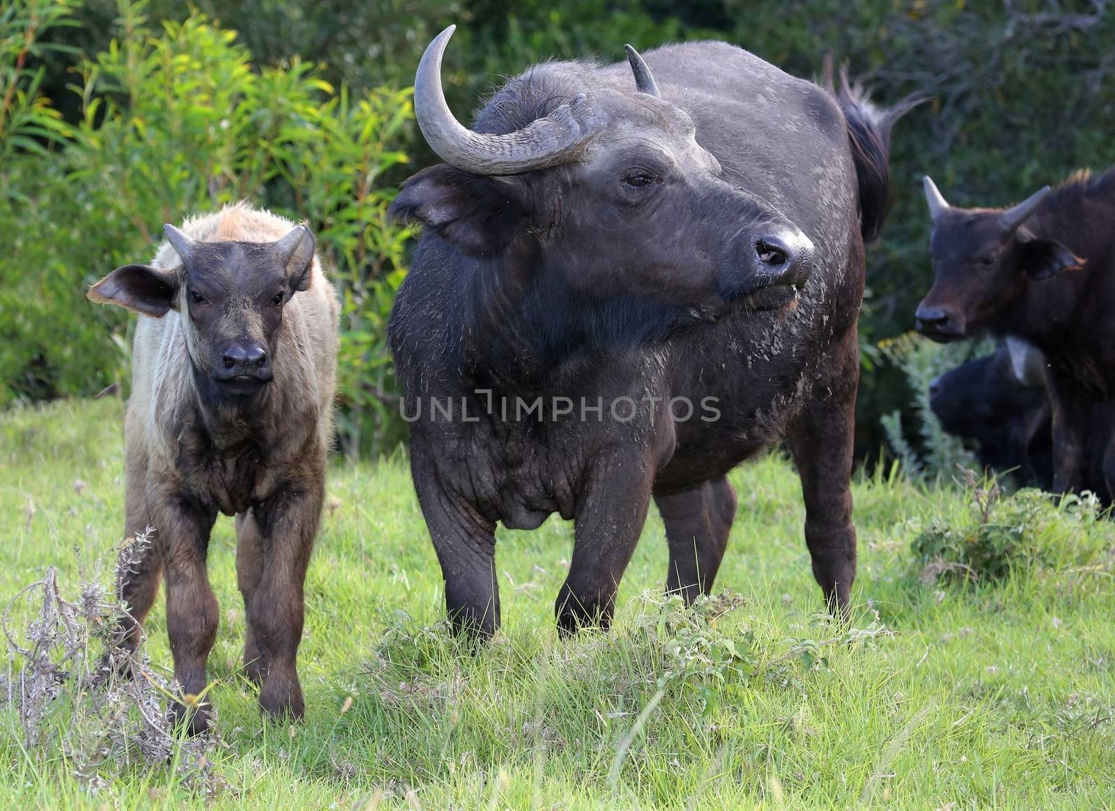 Buffalo cow protecting it's young calf at it's side