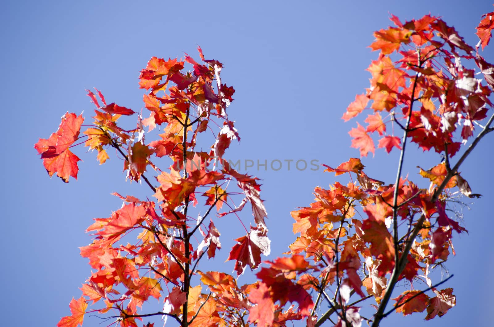 A branch of yellow red leaves of maple in backlight, in front of a blue sky