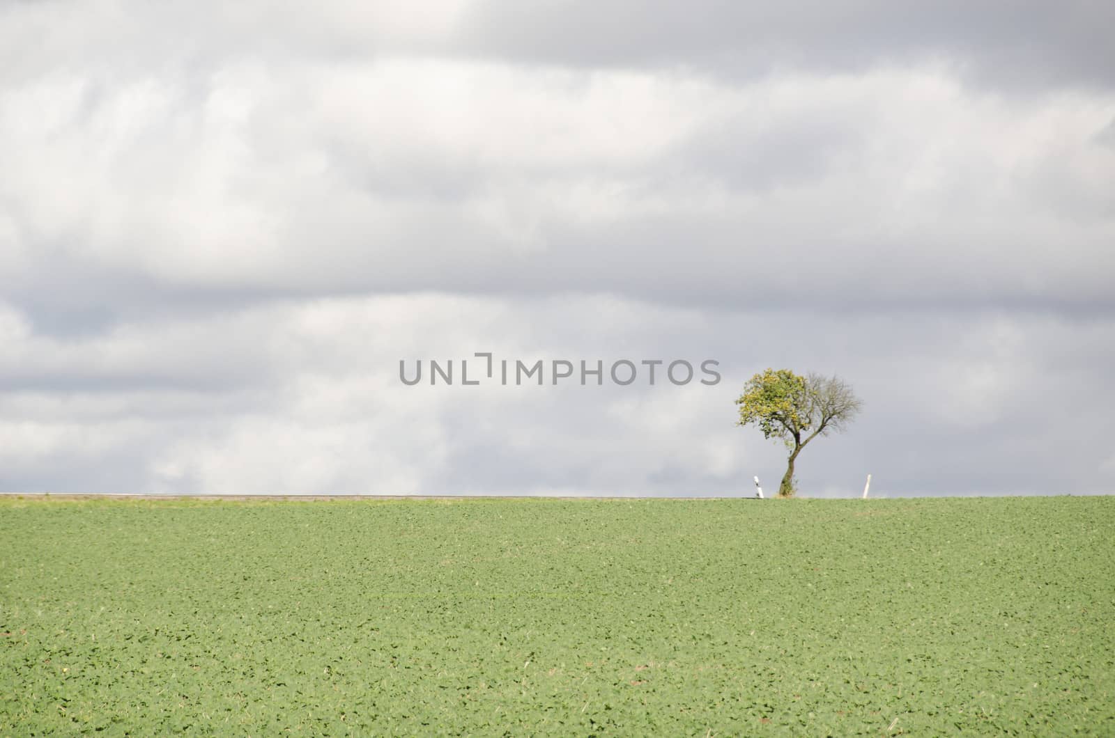 Tree on a field with road by Arrxxx