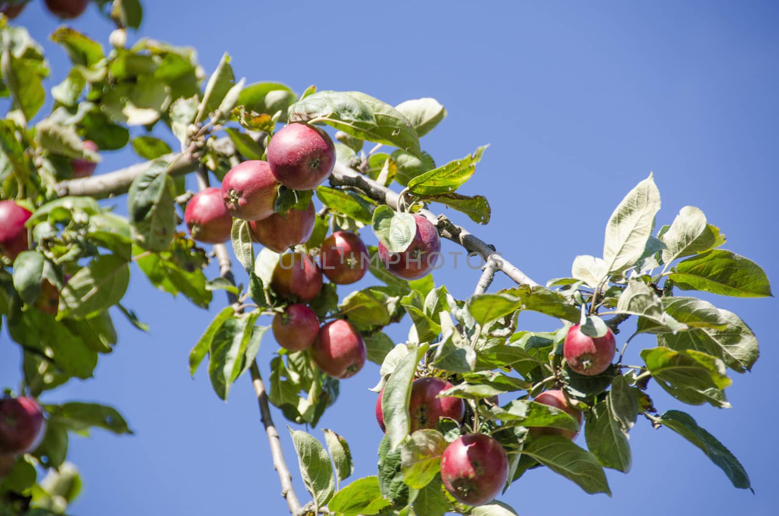 Apple tree with ripe red apples on a branch