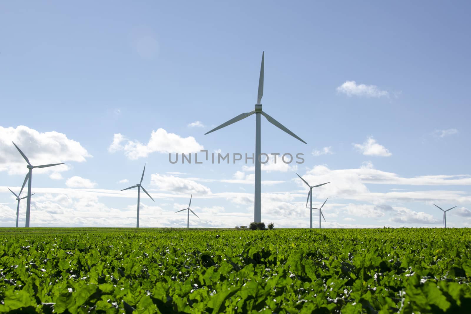 Wind turbines on a field of sugar beet, Beta vulgaris